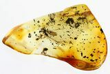 Fossil Crane Fly and Two Ants in Baltic Amber #315371-1